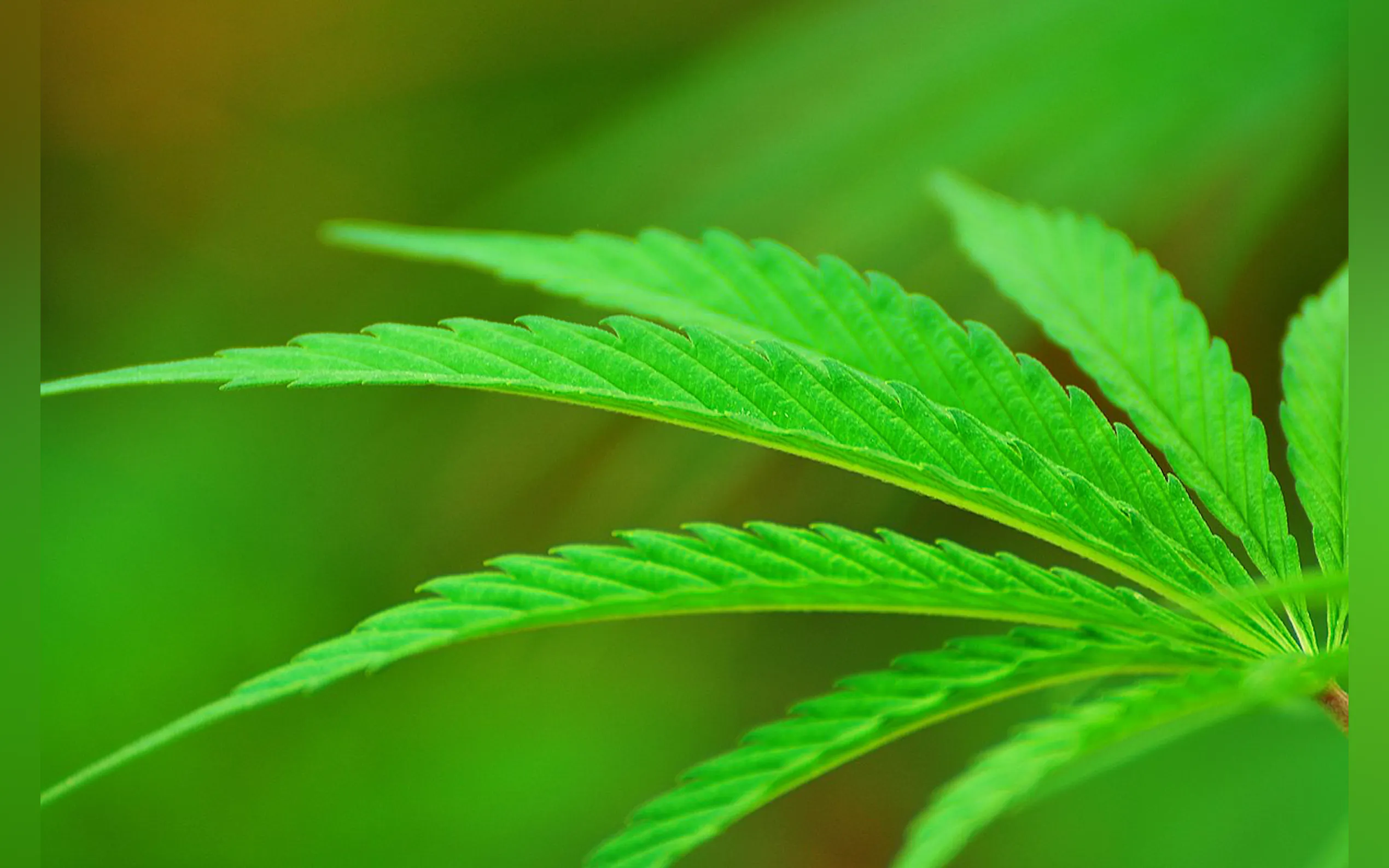 Screenshot 2 of Codify Updates - Weekly Cannabis Report