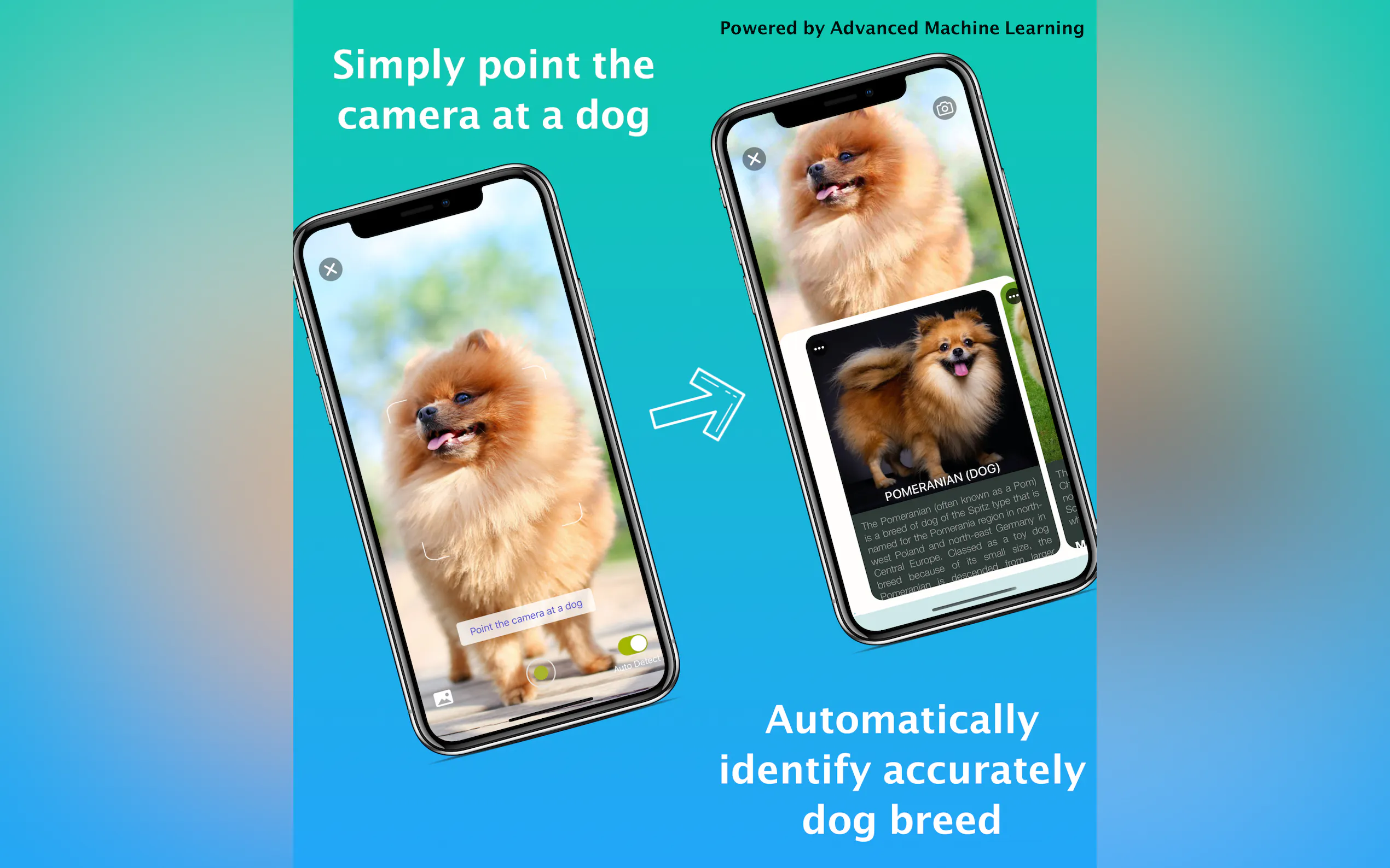 Dog Identifier - Dog Scanner