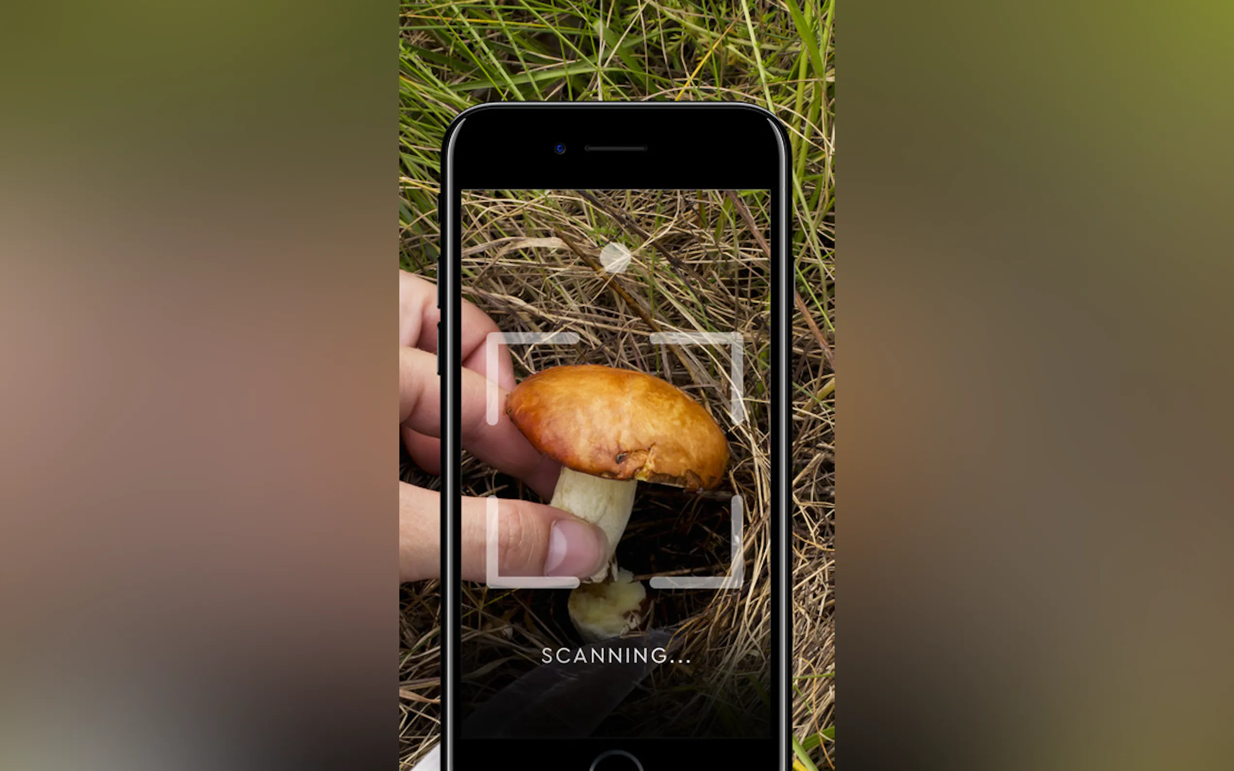 Mushroom