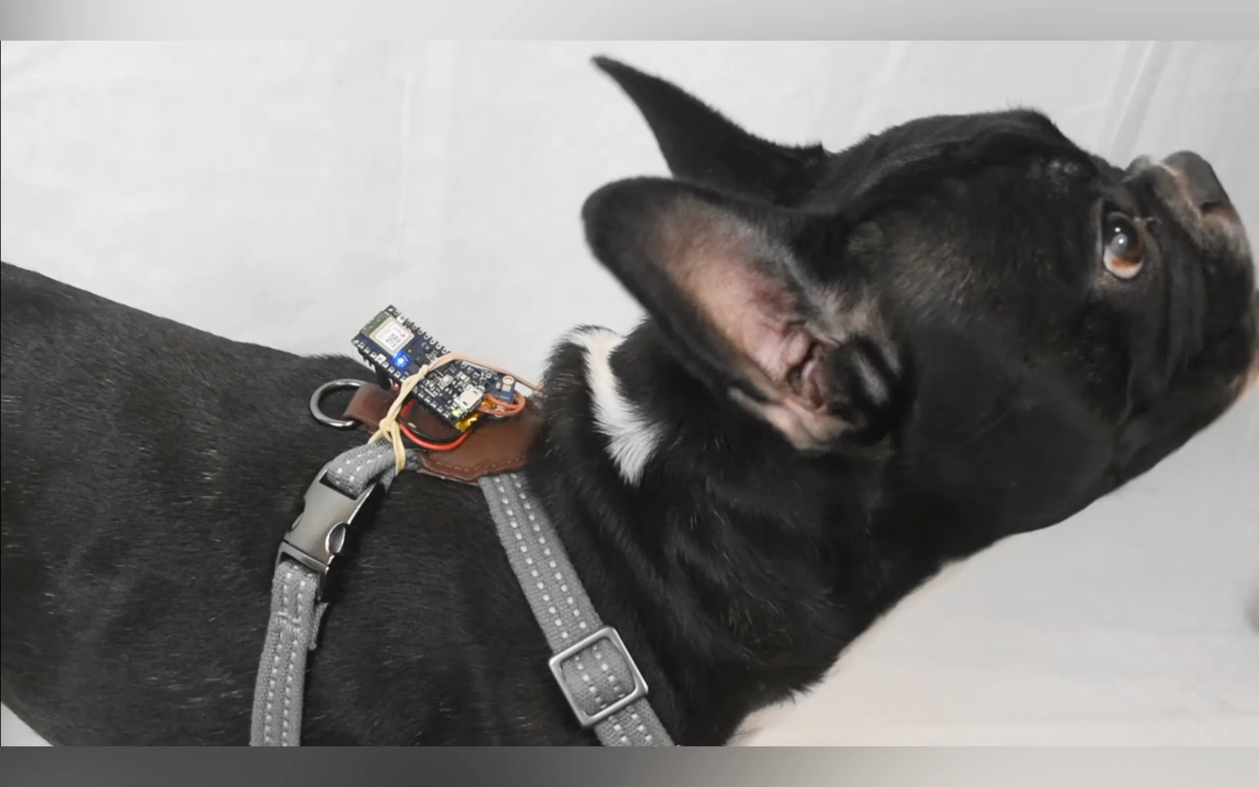 Screenshot 2 of MuttMentor