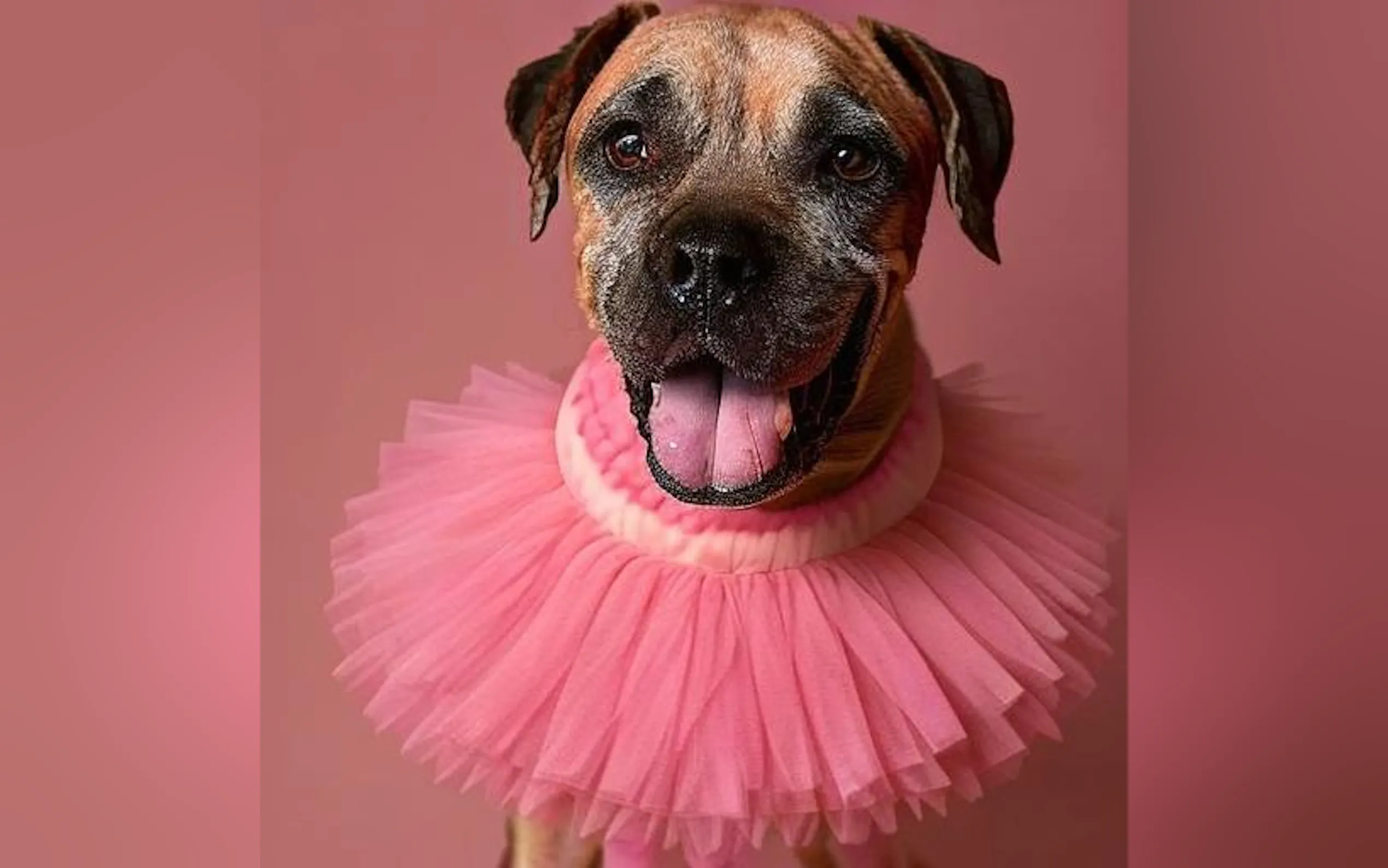 Screenshot 18 of PetPic.ai
