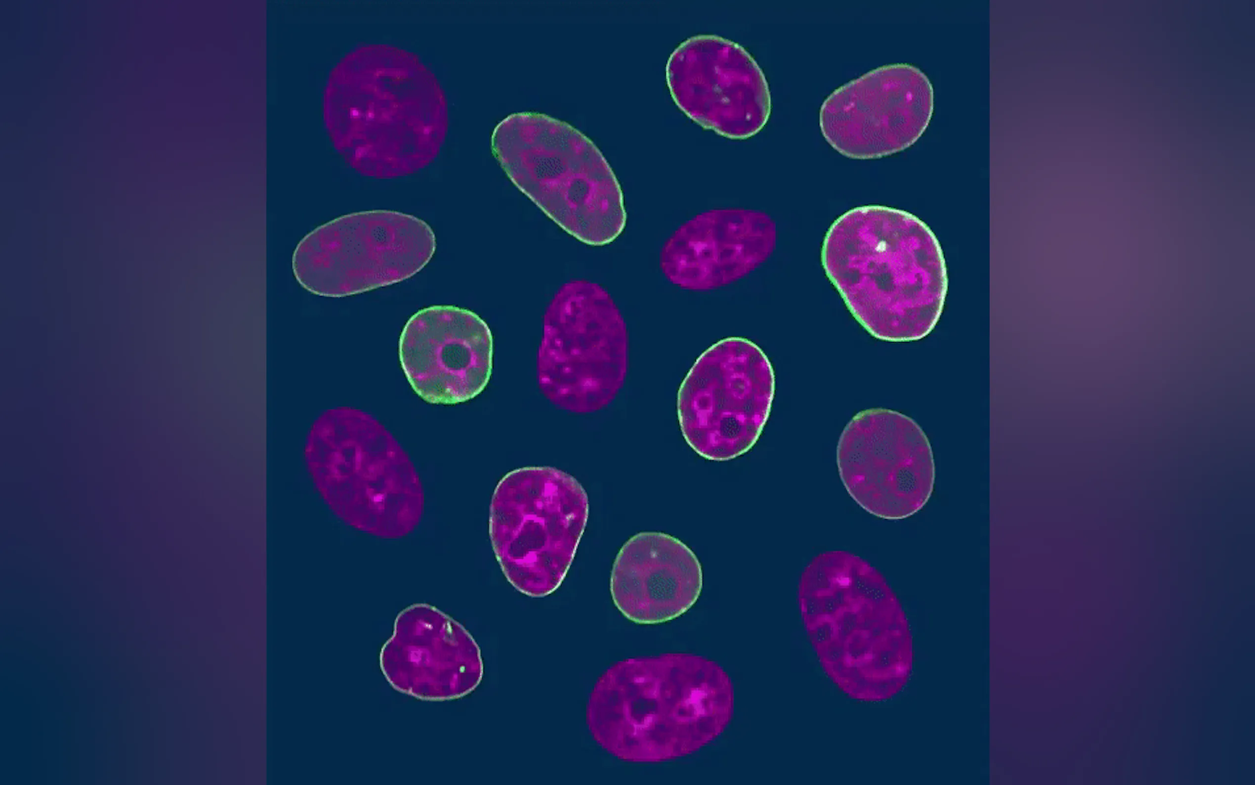Screenshot 3 of Picsell.ia