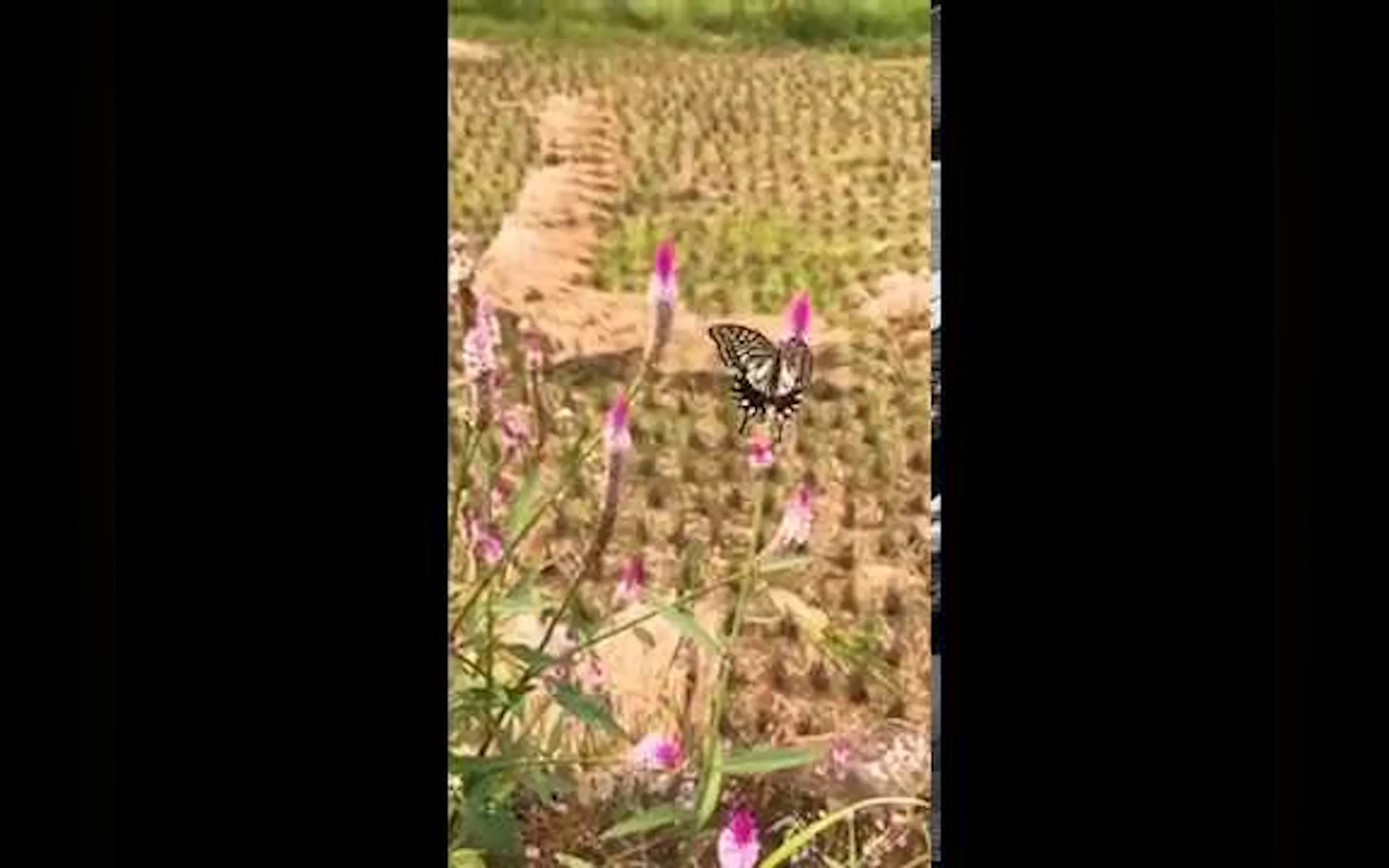 Picture Insect