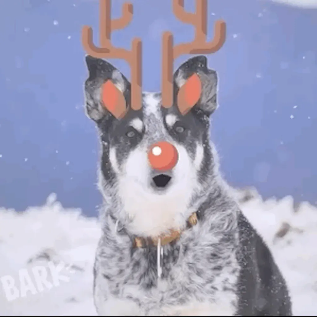 Say BARK!