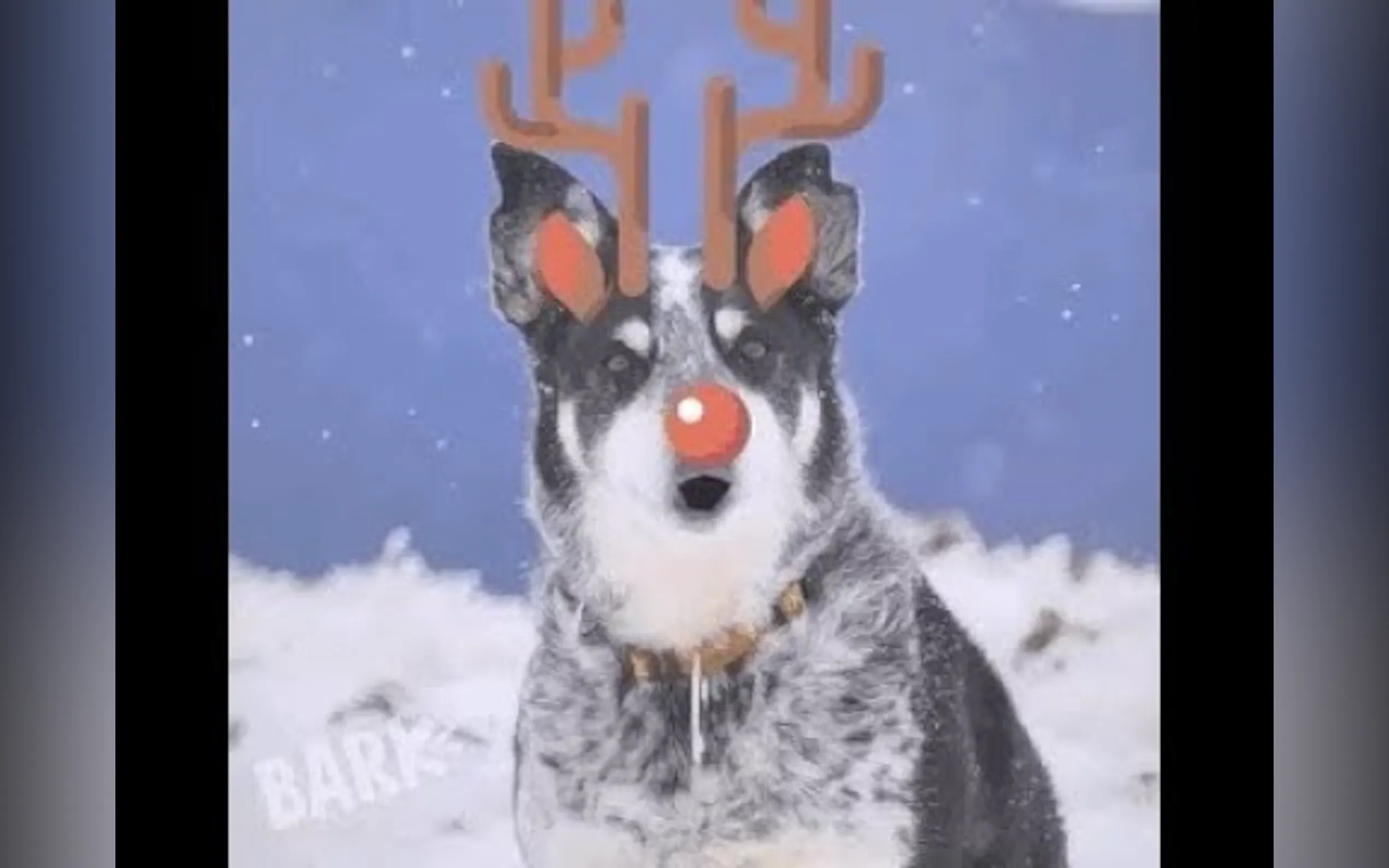 Say BARK!