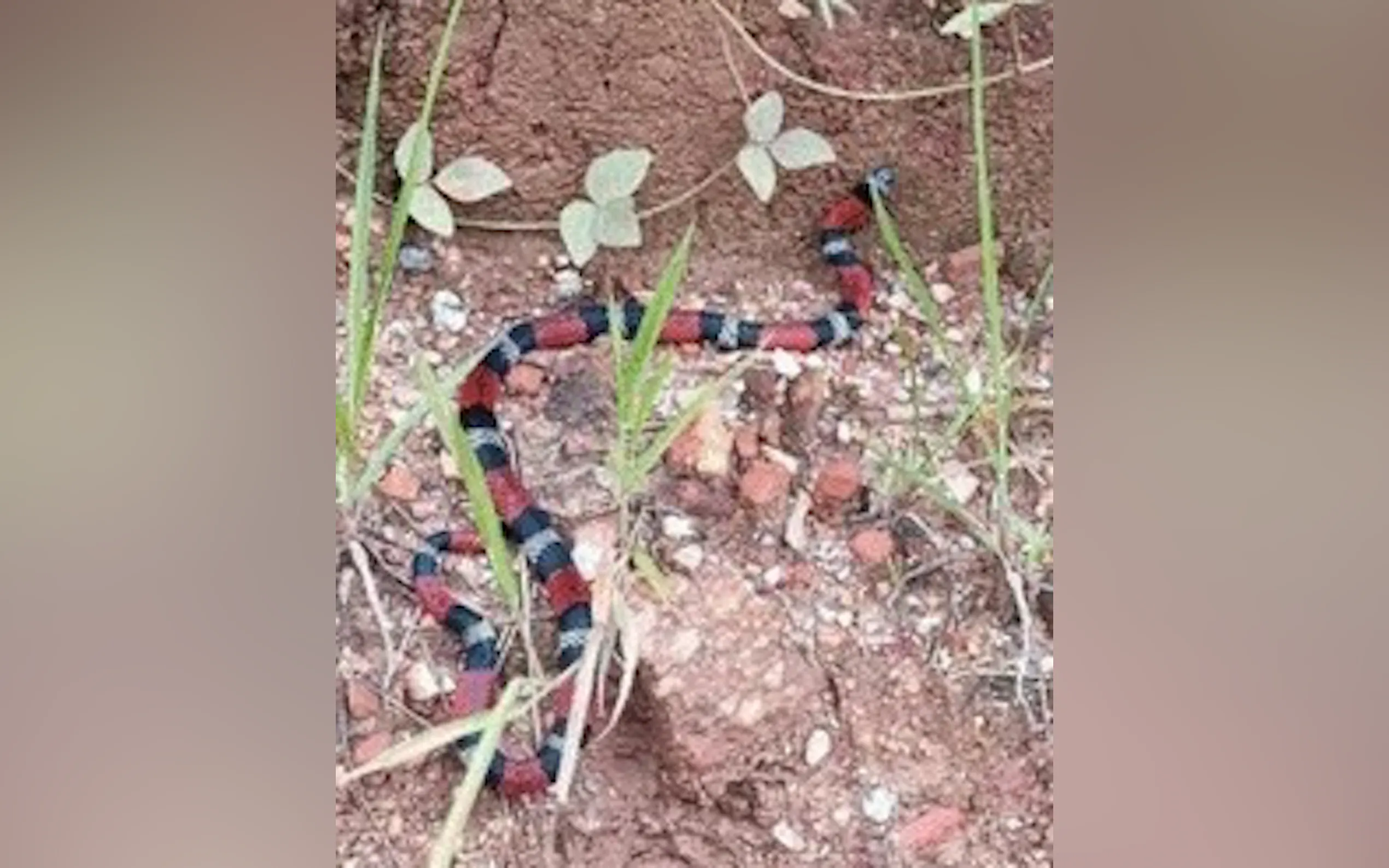 Screenshot 3 of SnakeChat