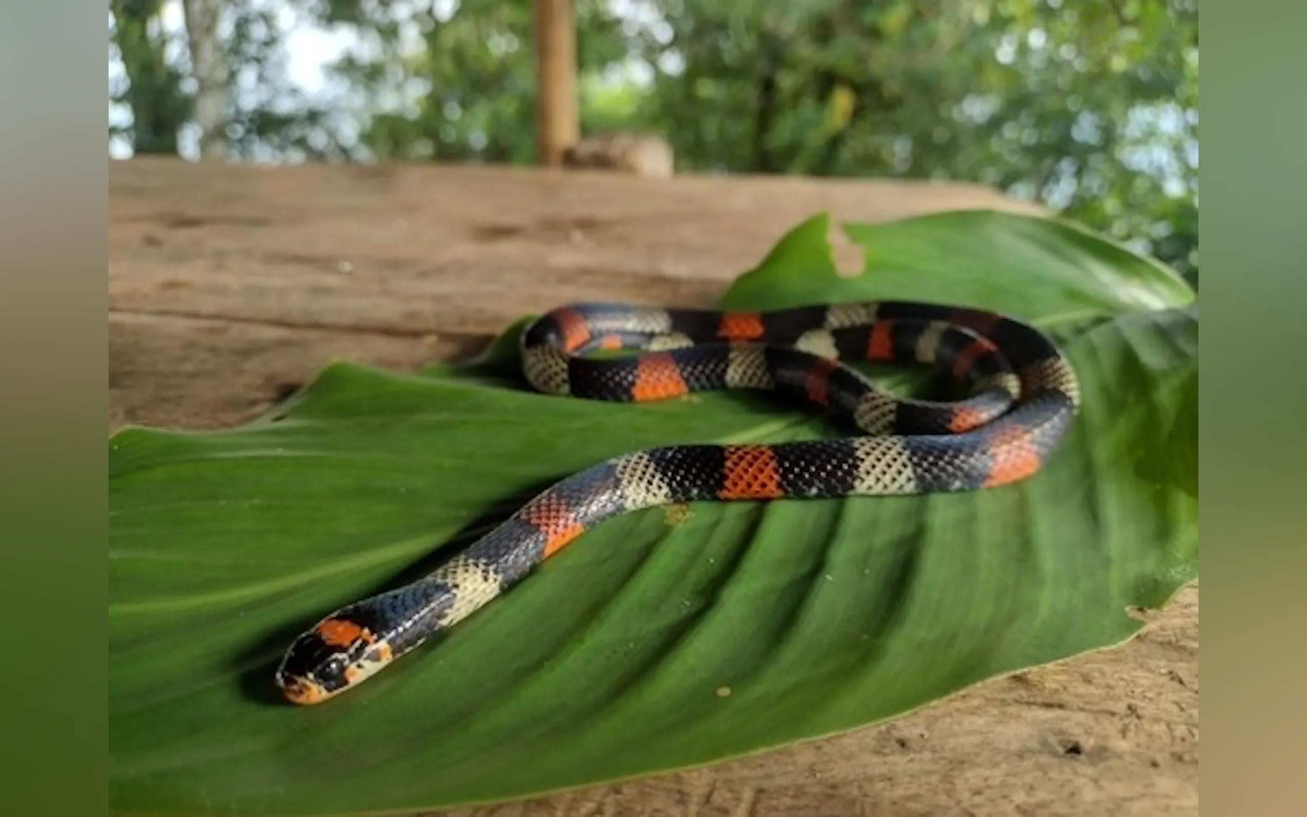 Screenshot 4 of SnakeChat