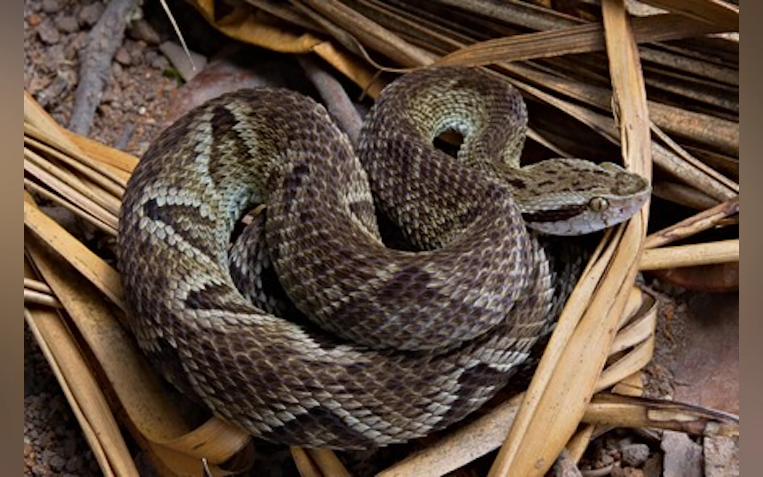 Screenshot 5 of SnakeChat