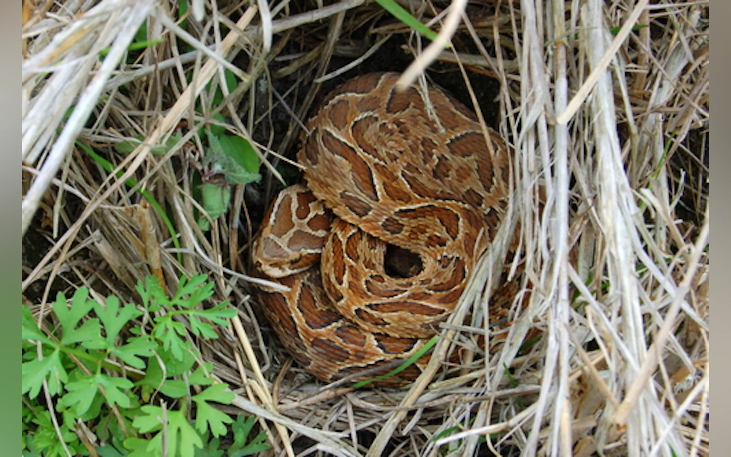 Screenshot 6 of SnakeChat
